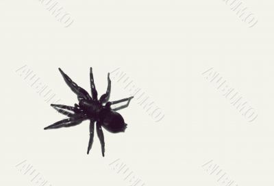  Big black spider