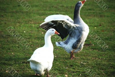 Two geese