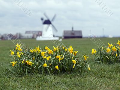 Daffodils