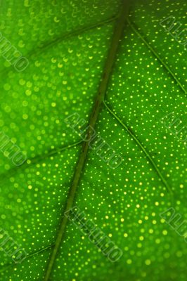 Fresh green leaf close-up pattern of a lemon tree