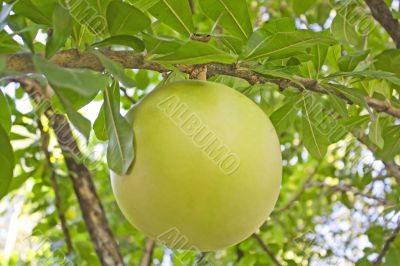 Calabash tree.