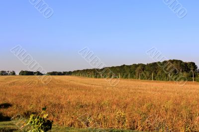 Hay, field and blu sky