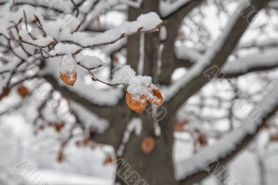 Snow on leaf Snow on leaf