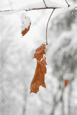 Snow on leaf Snow on leaf