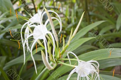 white spider lily flower white spider lily flower