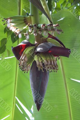 Banana flower