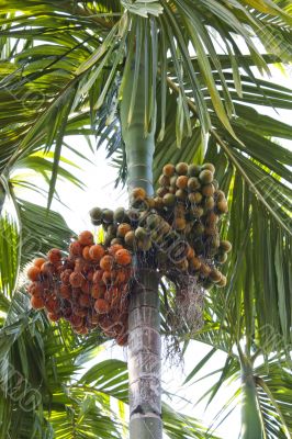 Betel palm