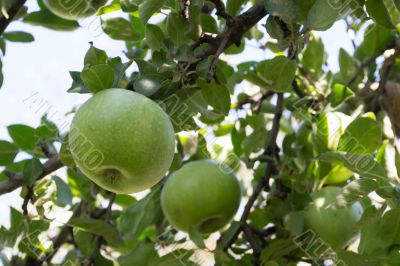 Apples 2