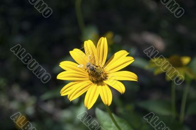 Bee on a yellow flower 1