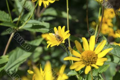 Bee on a yellow flower 2