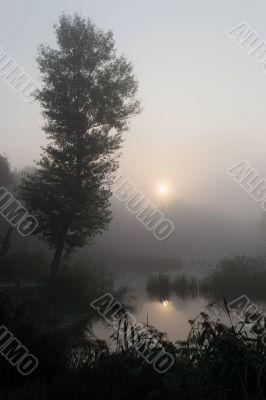 Foggy morning 2