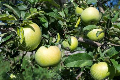 Apples 3