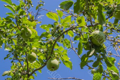 Apples 1