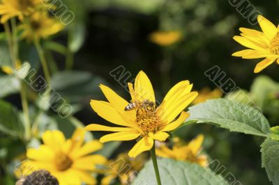 Bee on a yellow flower 3
