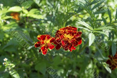 Marigolds