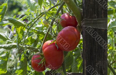 Tomatoes in the garden Tomatoes in the garden