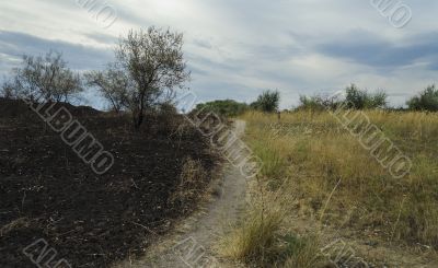 Scorched field