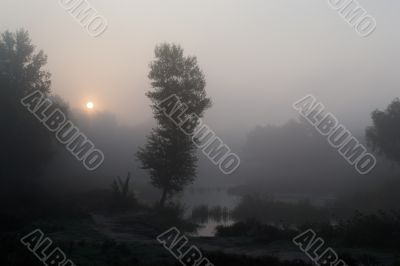 Foggy morning 1