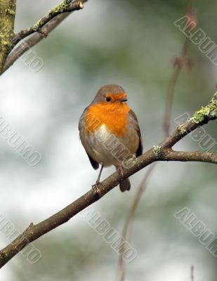 Robin Robin