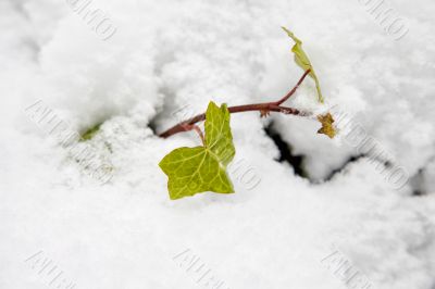 Snow on leaf Snow on leaf