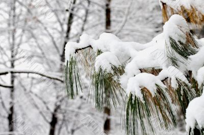 Snow on tree Snow on tree