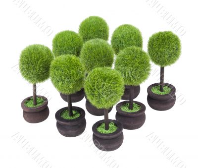 Group of Potted Trees