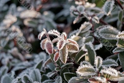 frozen leaves in the morning