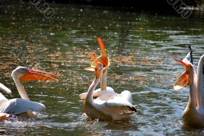 pelicans