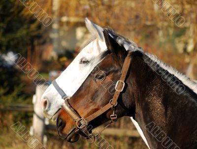 white and black horses