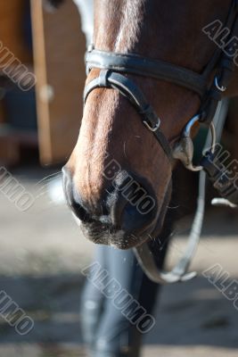 nostrils of a horse harness