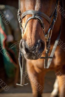 nostrils of a horse harness