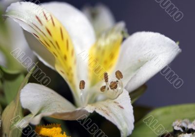 Peruvian lily Peruvian lily