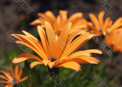 Glandular Cape marigold