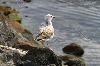 Seagull standing on a rock and looking at the sea.