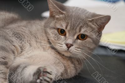 Cat lying on the couch and watched