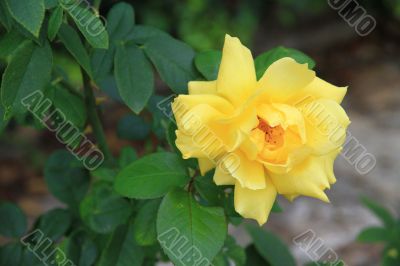 A yellow rose A yellow rose