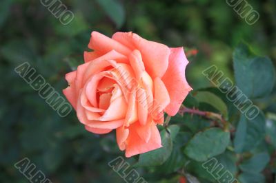 Beautiful and tender flower rose pink. Macro