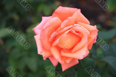flower of pink roses macro