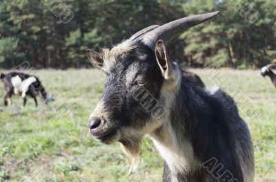He-goat