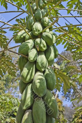 Papaya