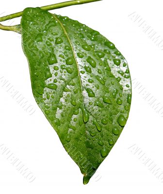 Green dew wet leaf isolated
