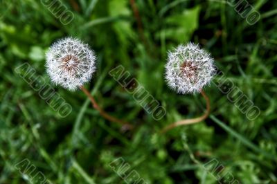 Dandelion couple from above