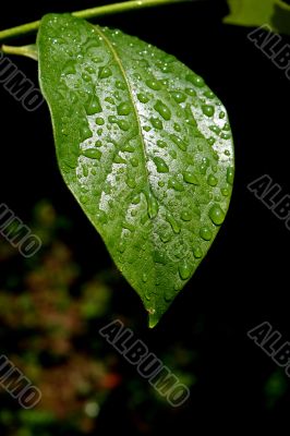 Green dew wet leaf