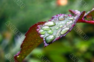 Green dew wet leaf