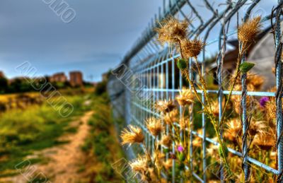Imprisoned Flowers