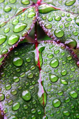 Green dew wet leaves