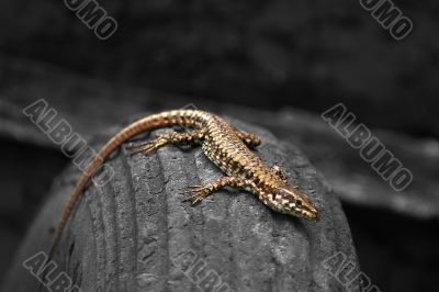 Lizard on a tyre