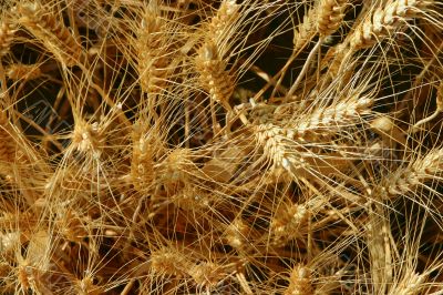 Corn field closeup