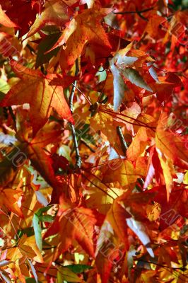 Red leaves background