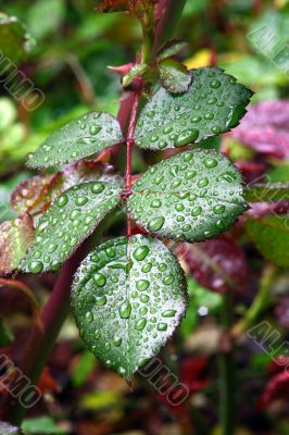 Green dew wet leaves